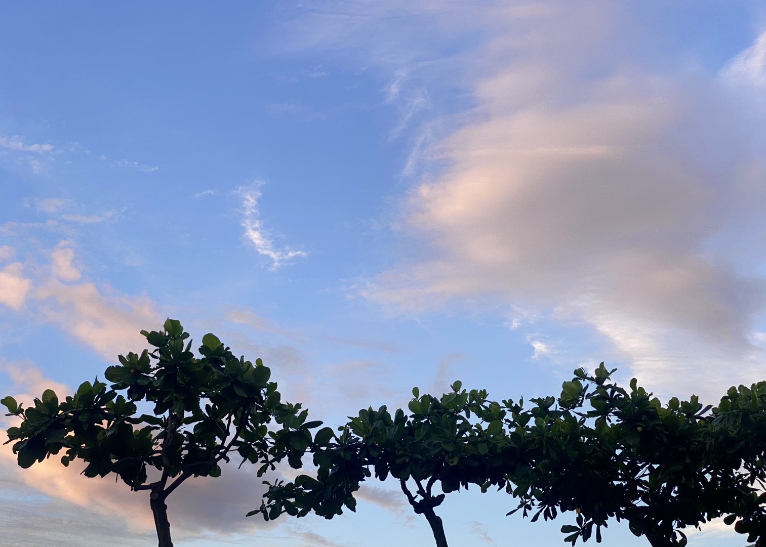 S__77053960_0 S__77053960_0