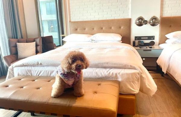 毛孩の双Qは旅行が好き