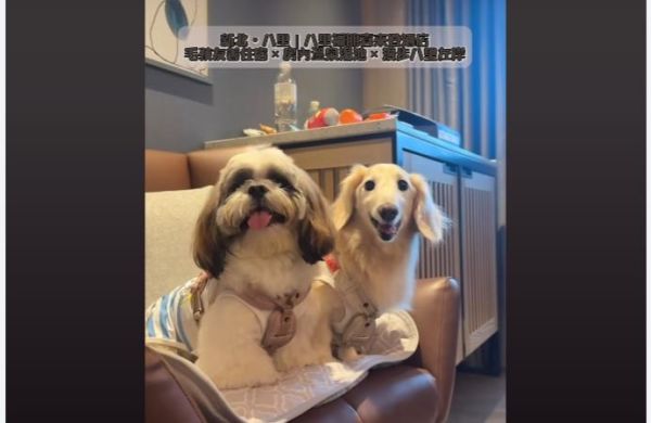 🐶 新北・八里｜八里福朋喜來登ホテル ペットフレンドリー宿泊 × 客室内温泉 × 八里左岸を散歩 #2人3犬 #バカ兄弟